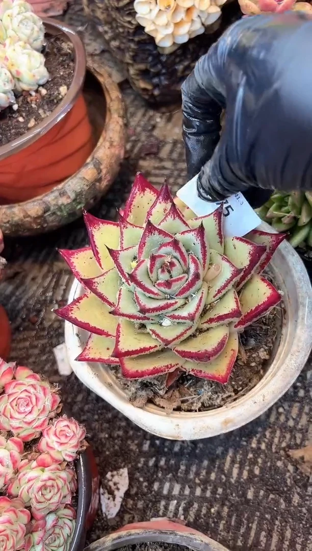 小*福多肉植物一物一拍03475