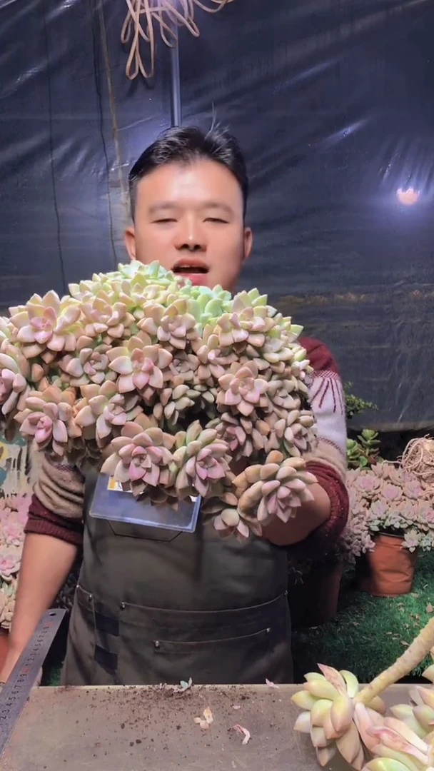 226淡雪缀化一物一拍
