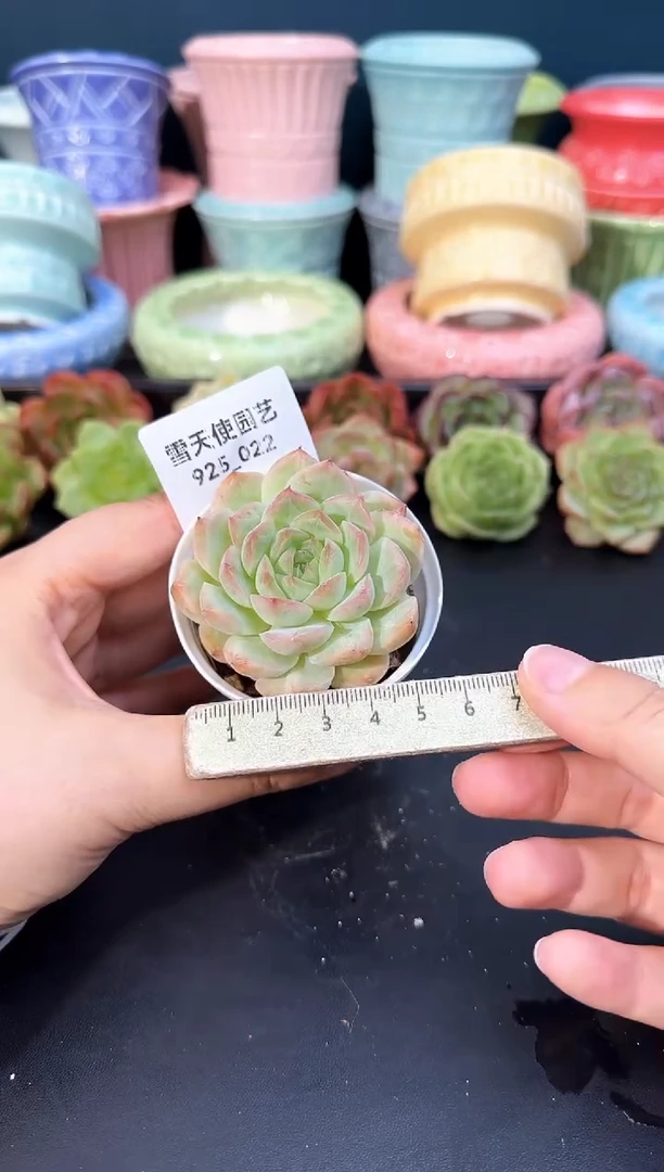 925-022青山（冠幅5cm）