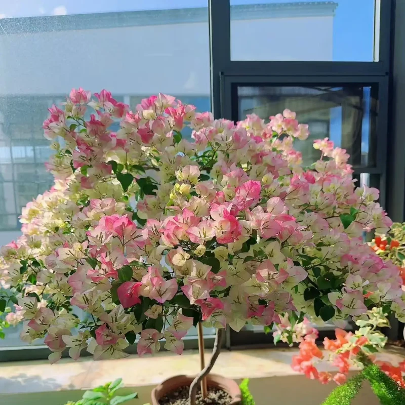 【绿樱】一物一拍 三角梅运输途中可能会有掉花掉叶 介意慎拍