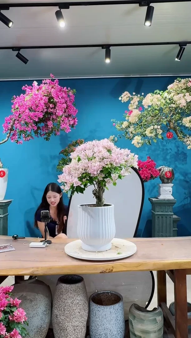 全部花朵粉天使三角梅