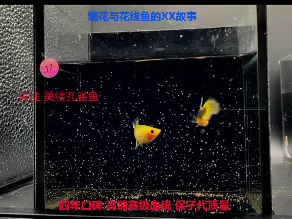孔雀鱼小蜜蜂玻璃猫1对