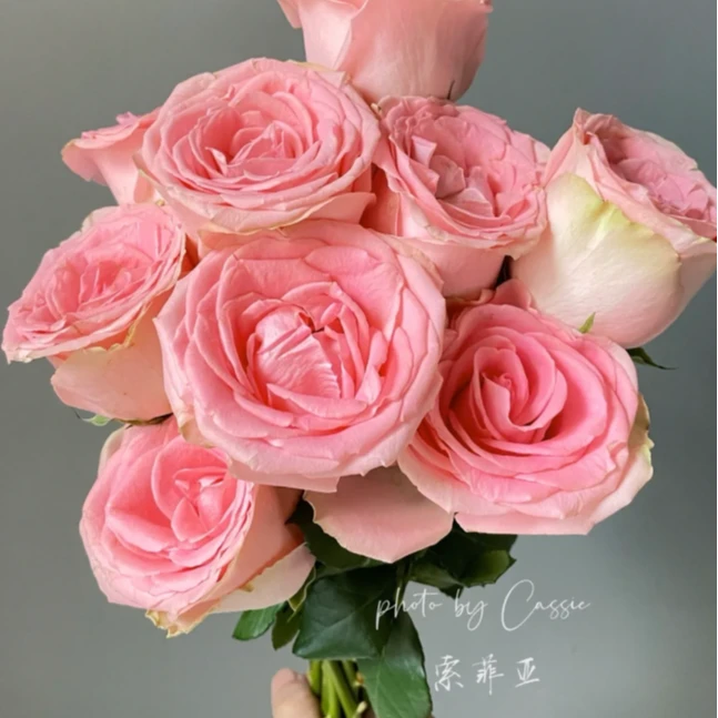 尖货大炸！极光玫瑰单方精油30ml