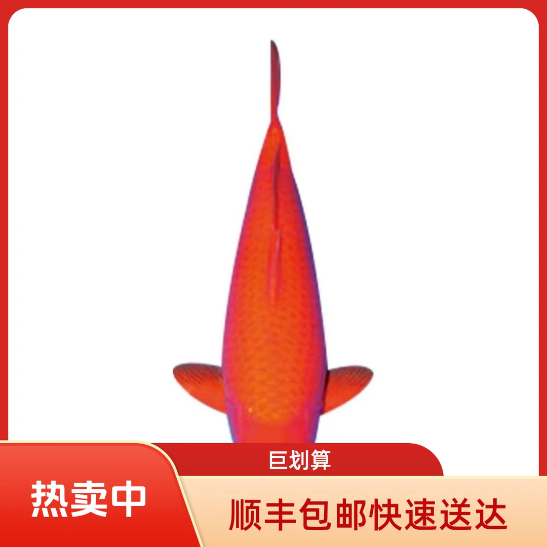 芒果介子顺丰包邮锦鲤纯种锦鲤观赏鱼活体好养耐活淡水冷水鱼