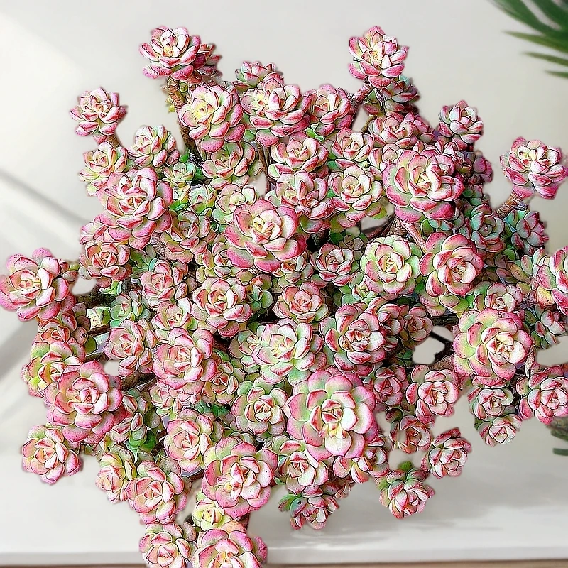 米淇家的老桩探戈多肉植物盆栽带盆土