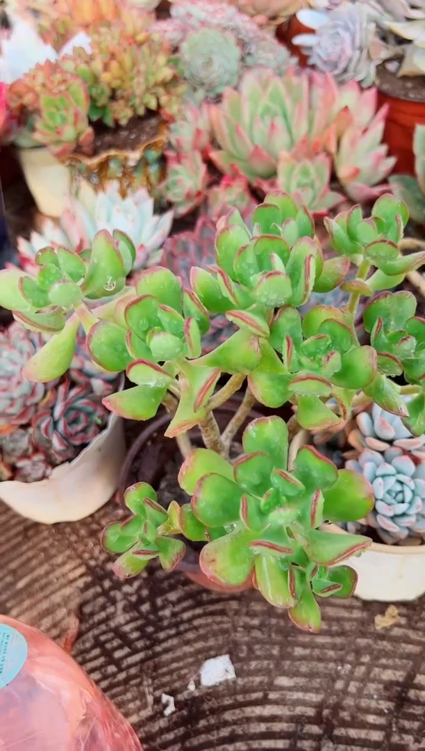 昕*多肉植物一物一拍07061