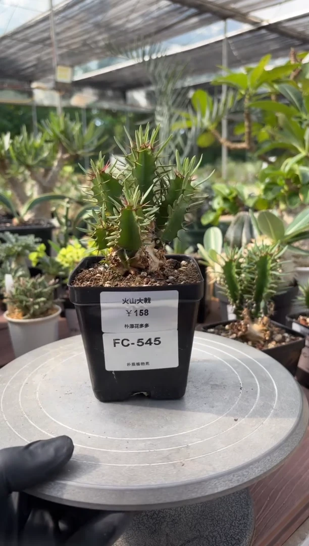 火山大戟FC-545