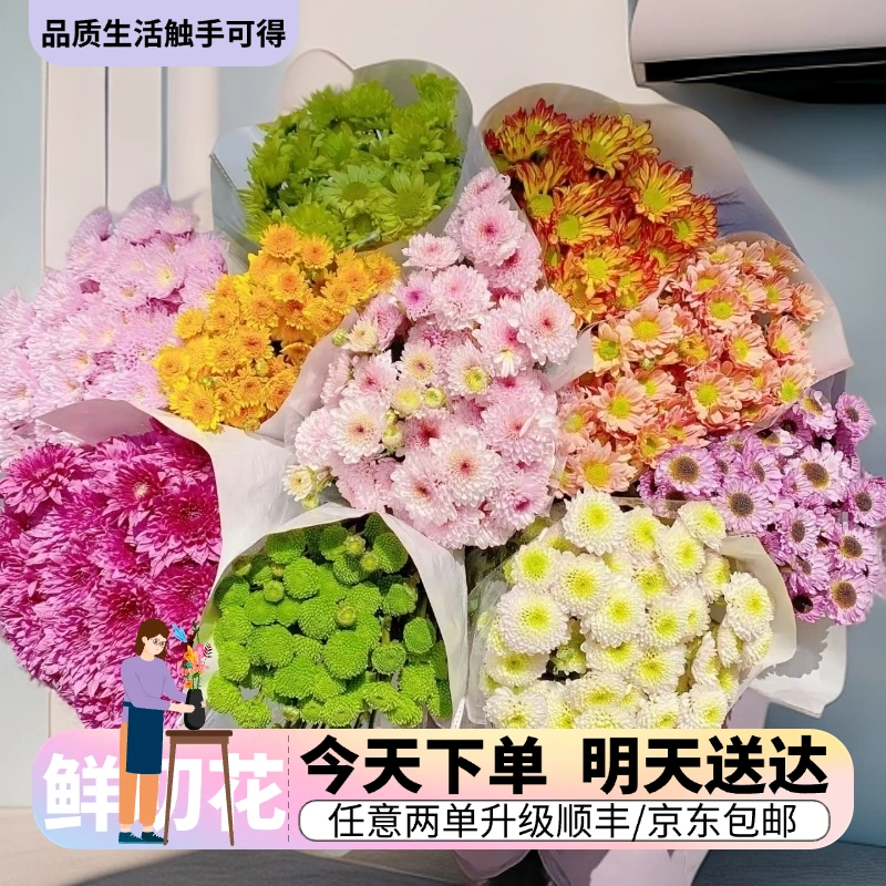 『小雏菊多头随机发货』【随机颜色】今日下单明日送达 生活鲜切花同城批发直播