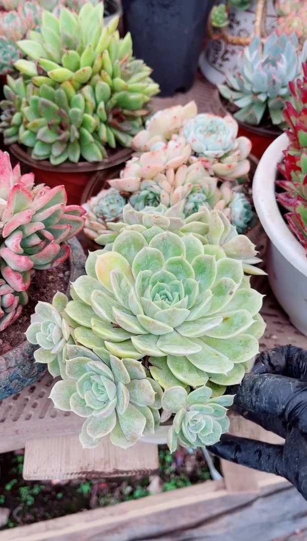 花*19137多肉植物一物一拍