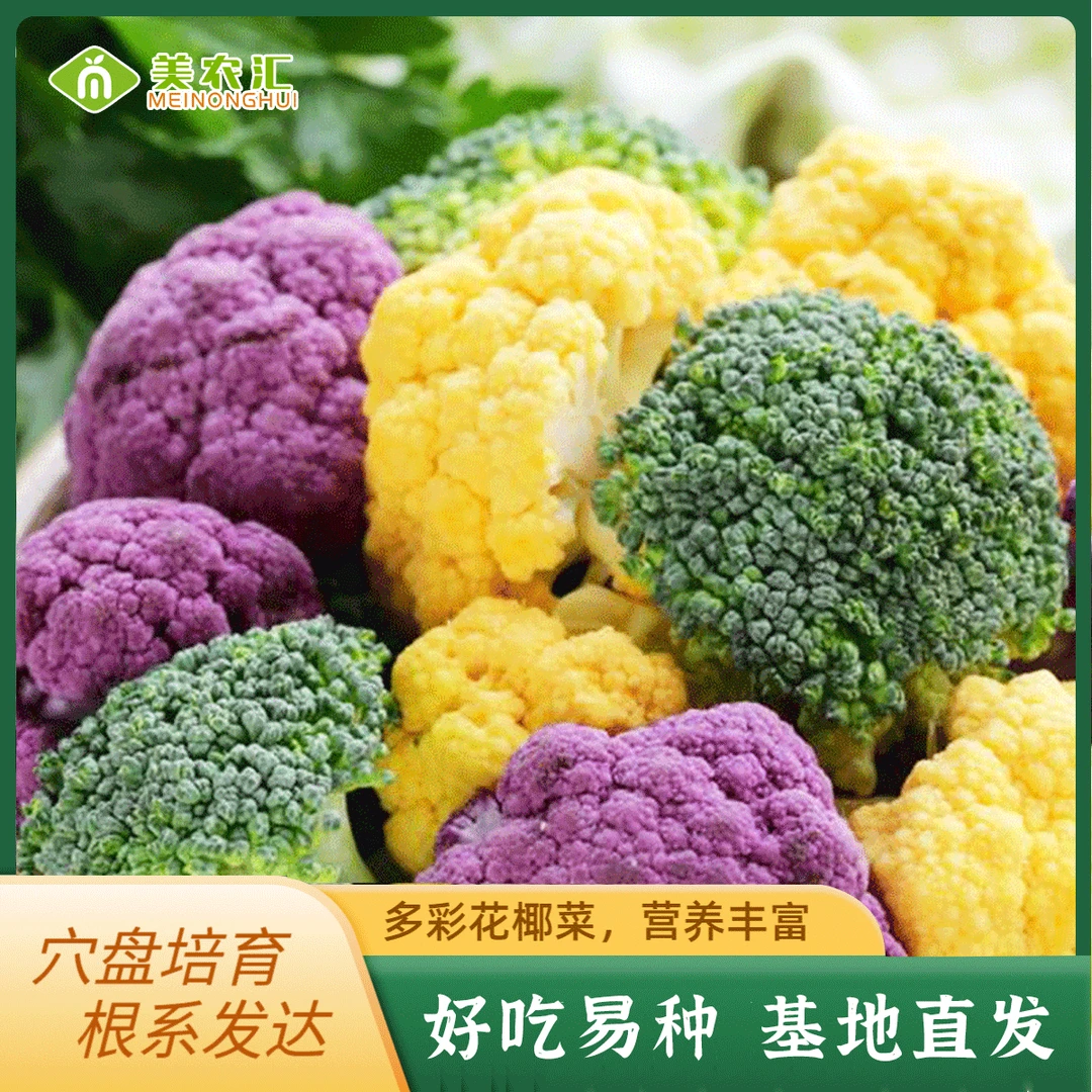 花菜苗 盆栽苗花椰菜花菜种籽大全春季四蔬菜孑菜苗蔬菜苗