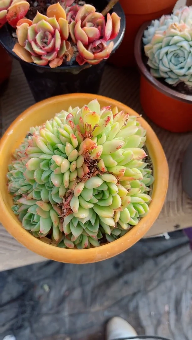 【闪购商品】22152