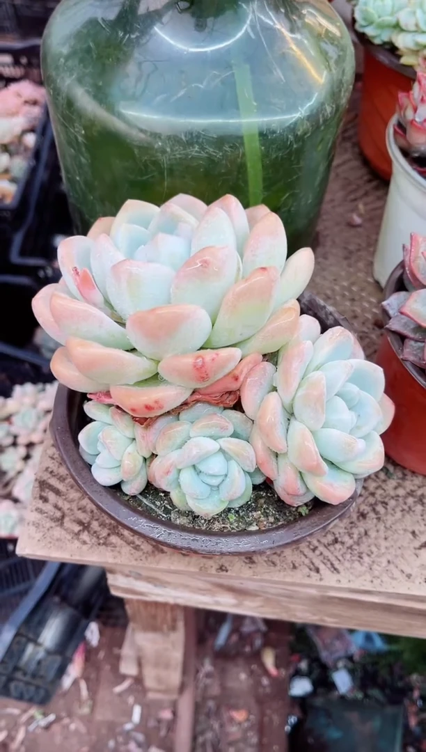 【闪购商品】08119多肉