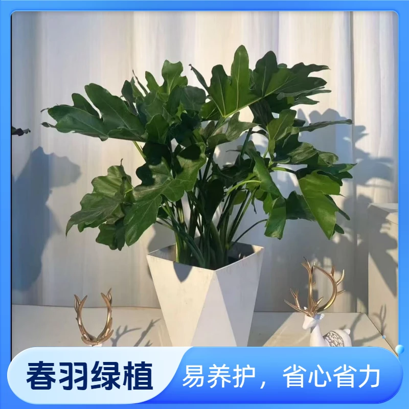 40左右高度春羽土培水培净化空气四季常青客厅摆放绿植