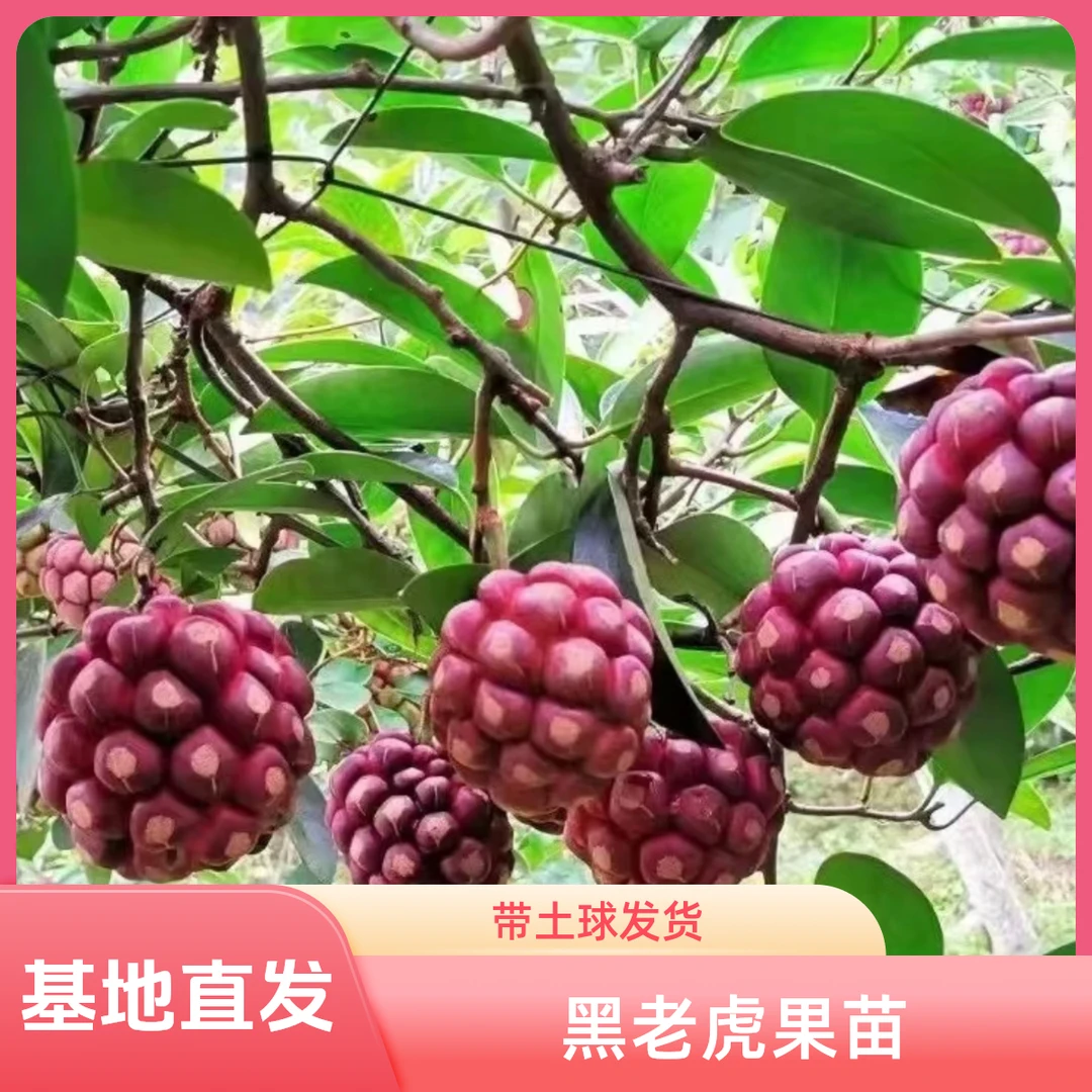当年结果黑老虎树苗果苗四季南方种植盆栽庭院阳台