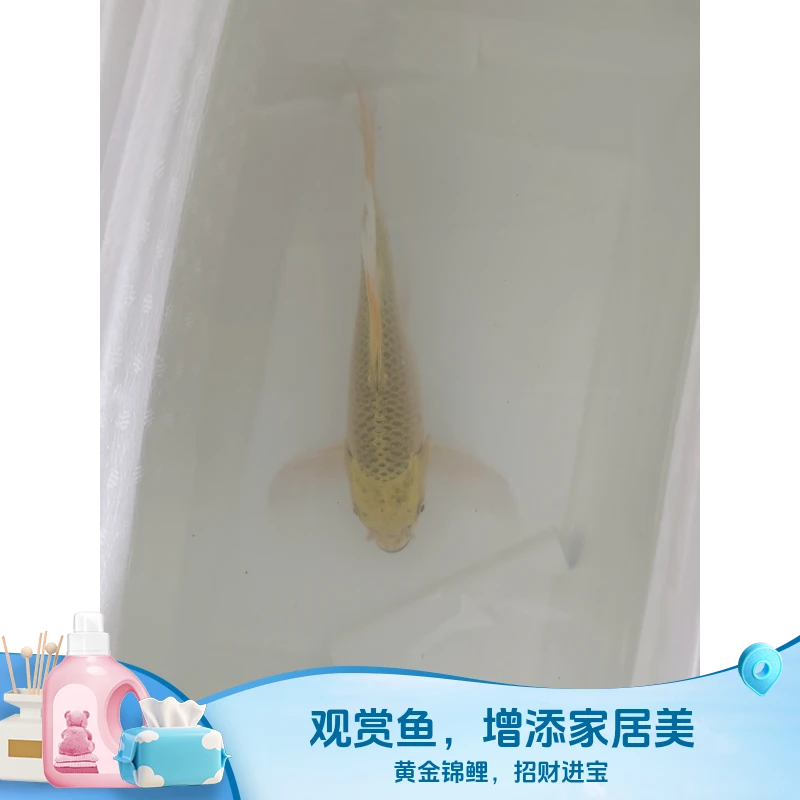 201-300渔场直销红白三色黑黄白锦鲤
