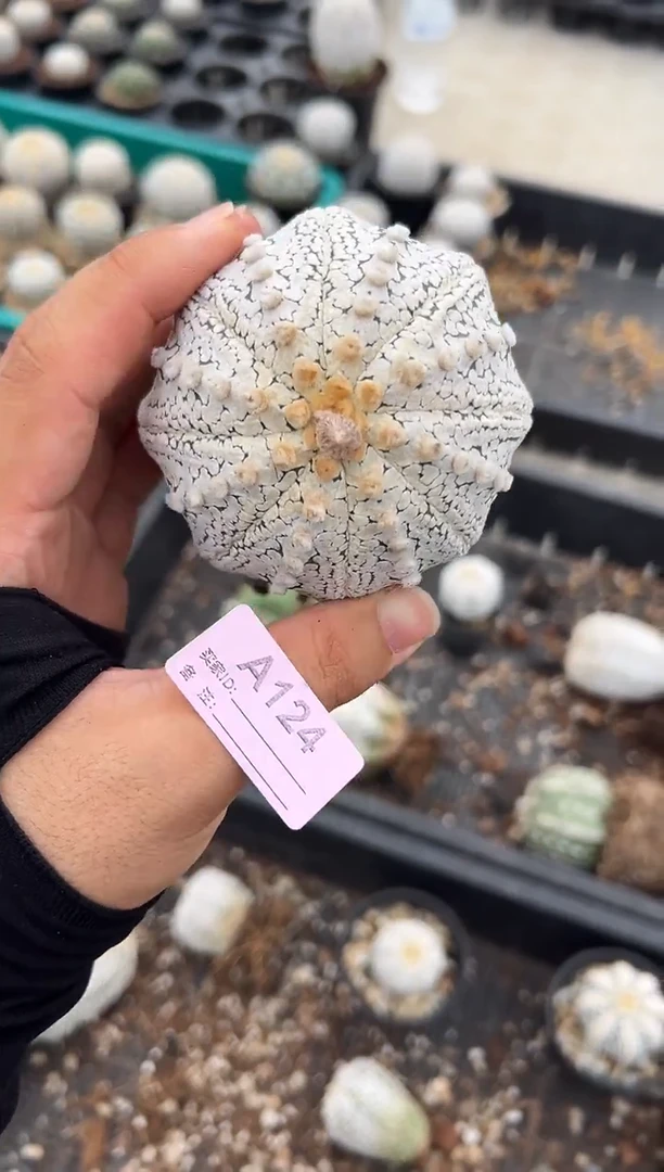 浅***雨实生根星兜仙人球编码一颗A124
