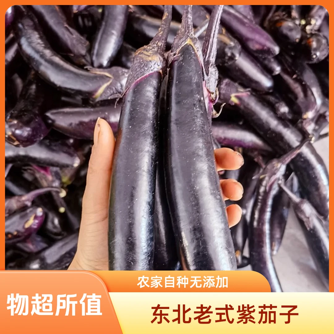 正宗农家露天种植新鲜采摘现摘现发老品种紫茄子软糯可沾酱食用