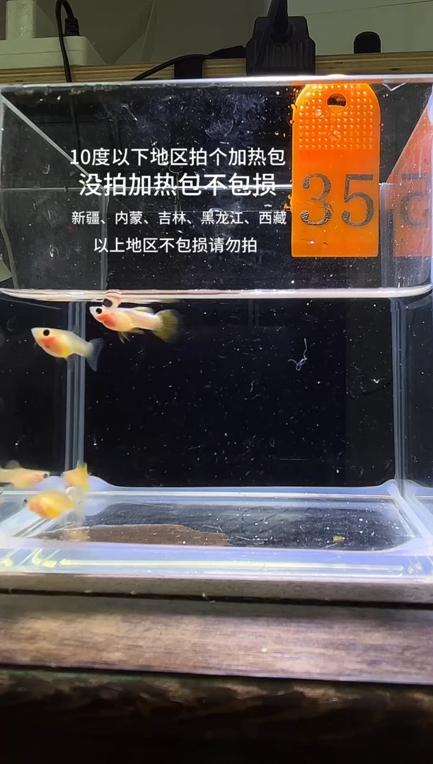 孔雀鱼粉猫短体孔雀鱼35