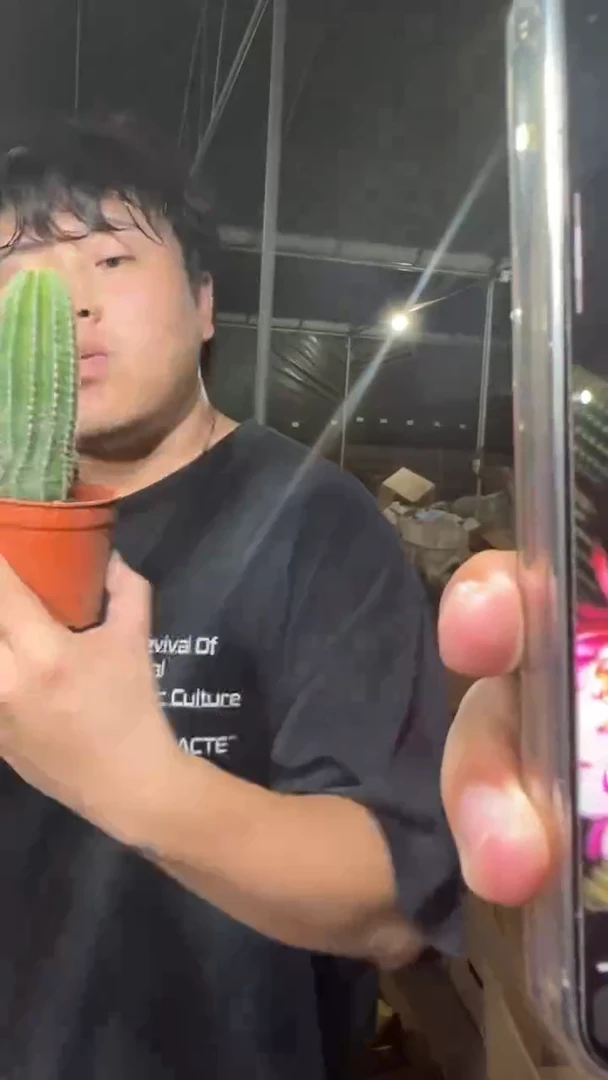 3颗 单头 大凤龙【带根】高8-15cm