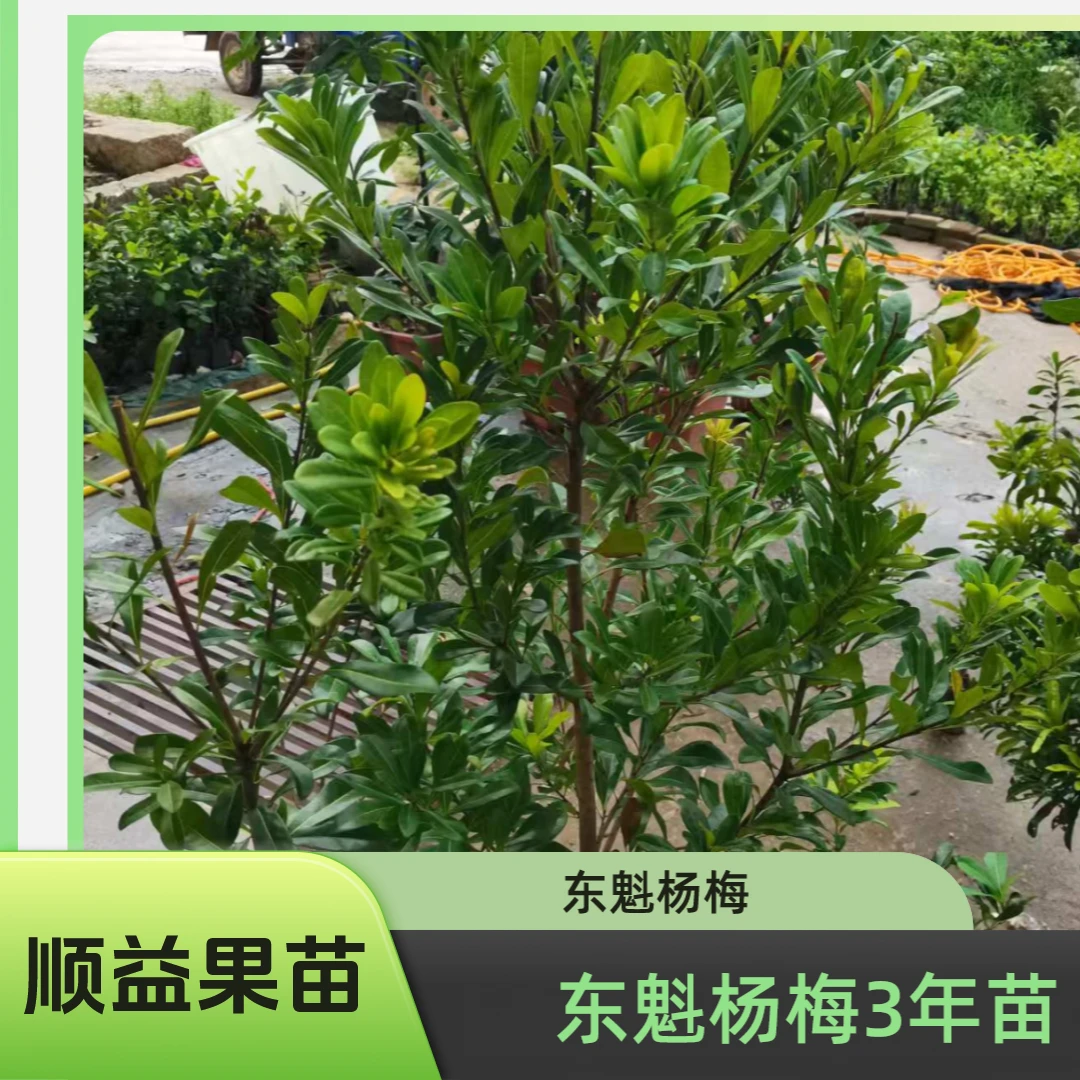顺益果树东魁杨梅3年苗