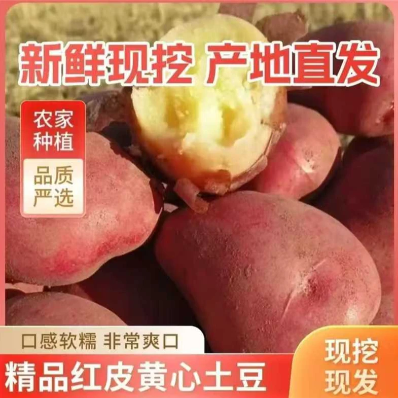 云南红皮蔬菜土豆新鲜当季新货土豆高山生鲜红皮云南红皮黄心土豆