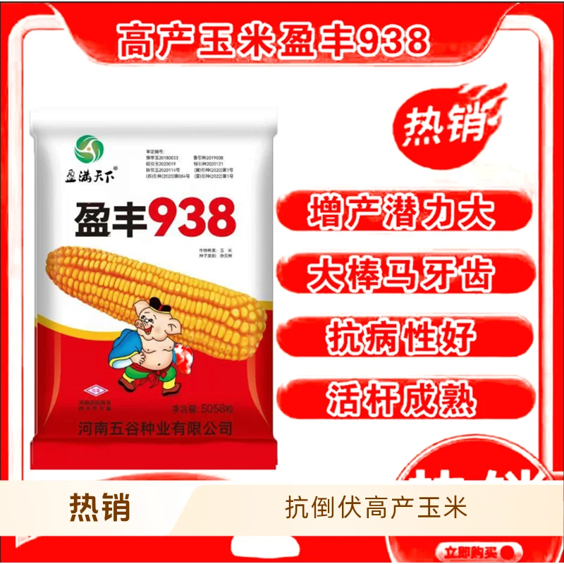 盈丰938【户）抗倒伏 耐旱 耐高温 大棒马牙齿 高产正品玉米种