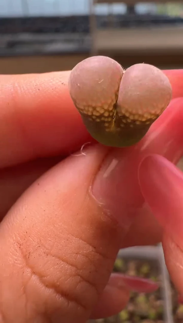 2-96多肉植物肉锥