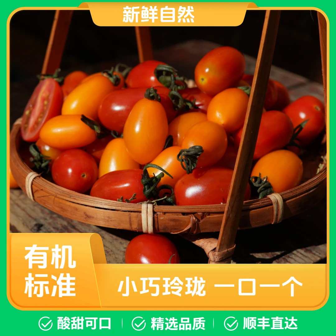 有机红黄小西红柿 源自高原森林农场 自然成熟 顺丰新鲜直达