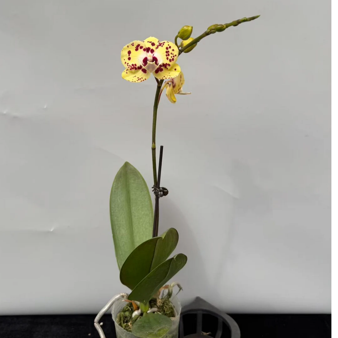 蝴蝶兰【金钱豹】（拍5颗及以上配盆）年宵花昆明基地直发