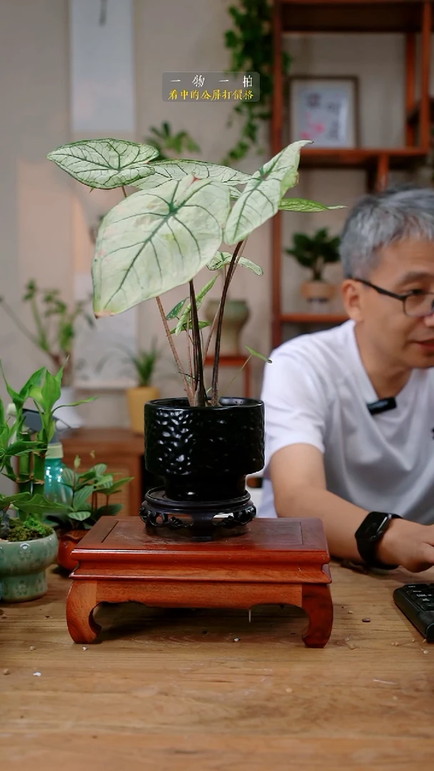 不开花植物用****7彩叶芋252