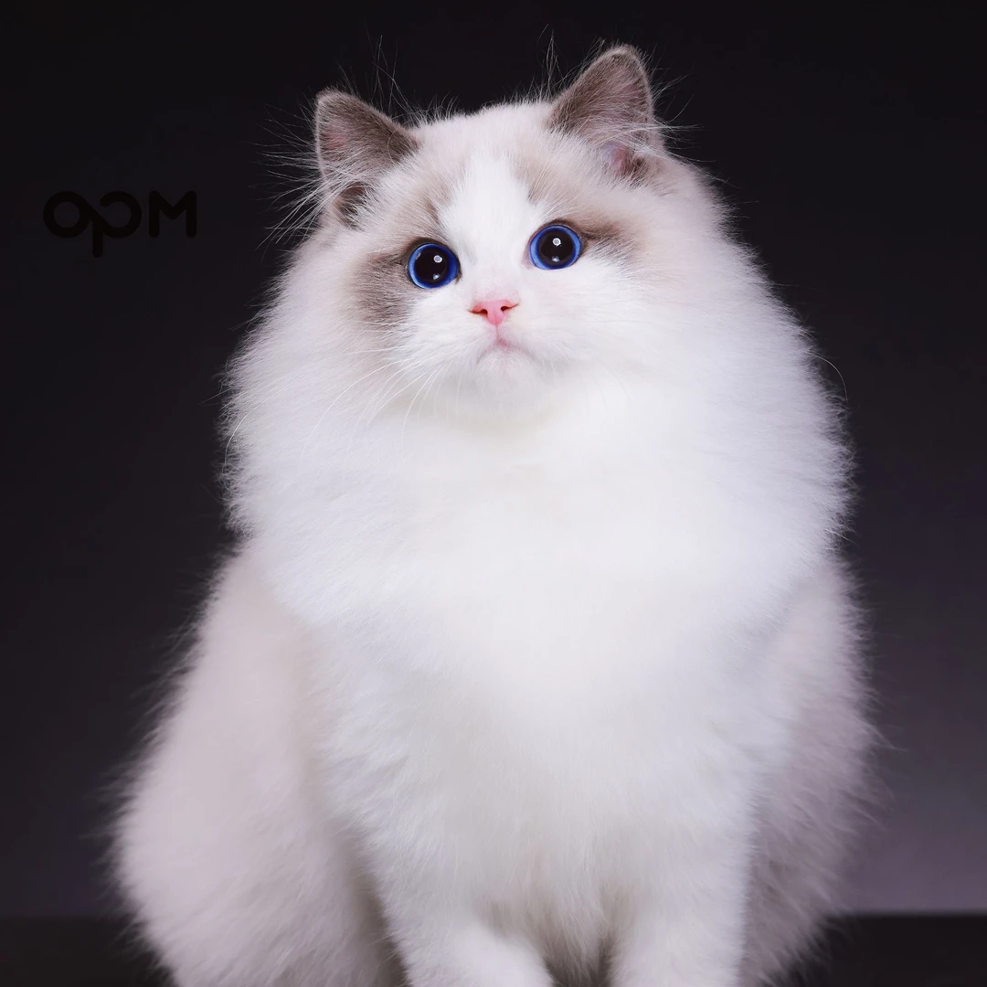 OPM QQ弟 经典赛级蓝双弟弟