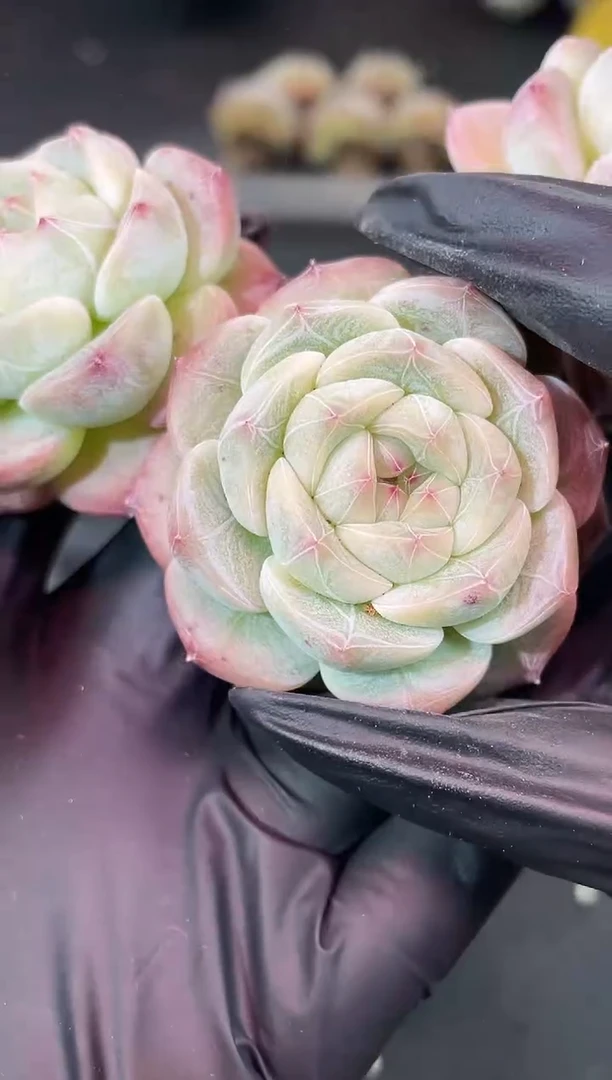 闪购1708 云之羽多肉一颗 4厘米