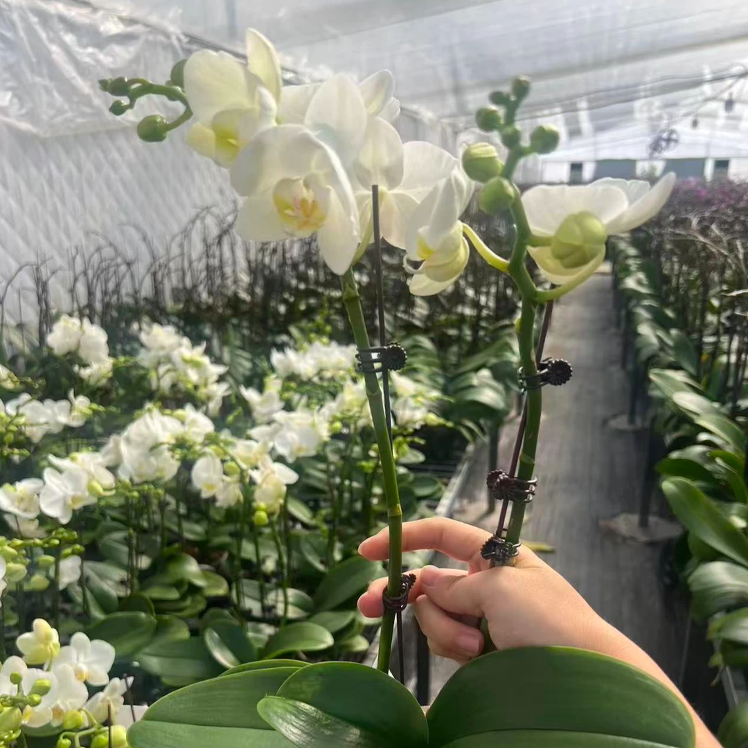 3.5寸阿玛双花箭蜡质好养易活蝴蝶兰小花型适合室内桌面摆放花卉
