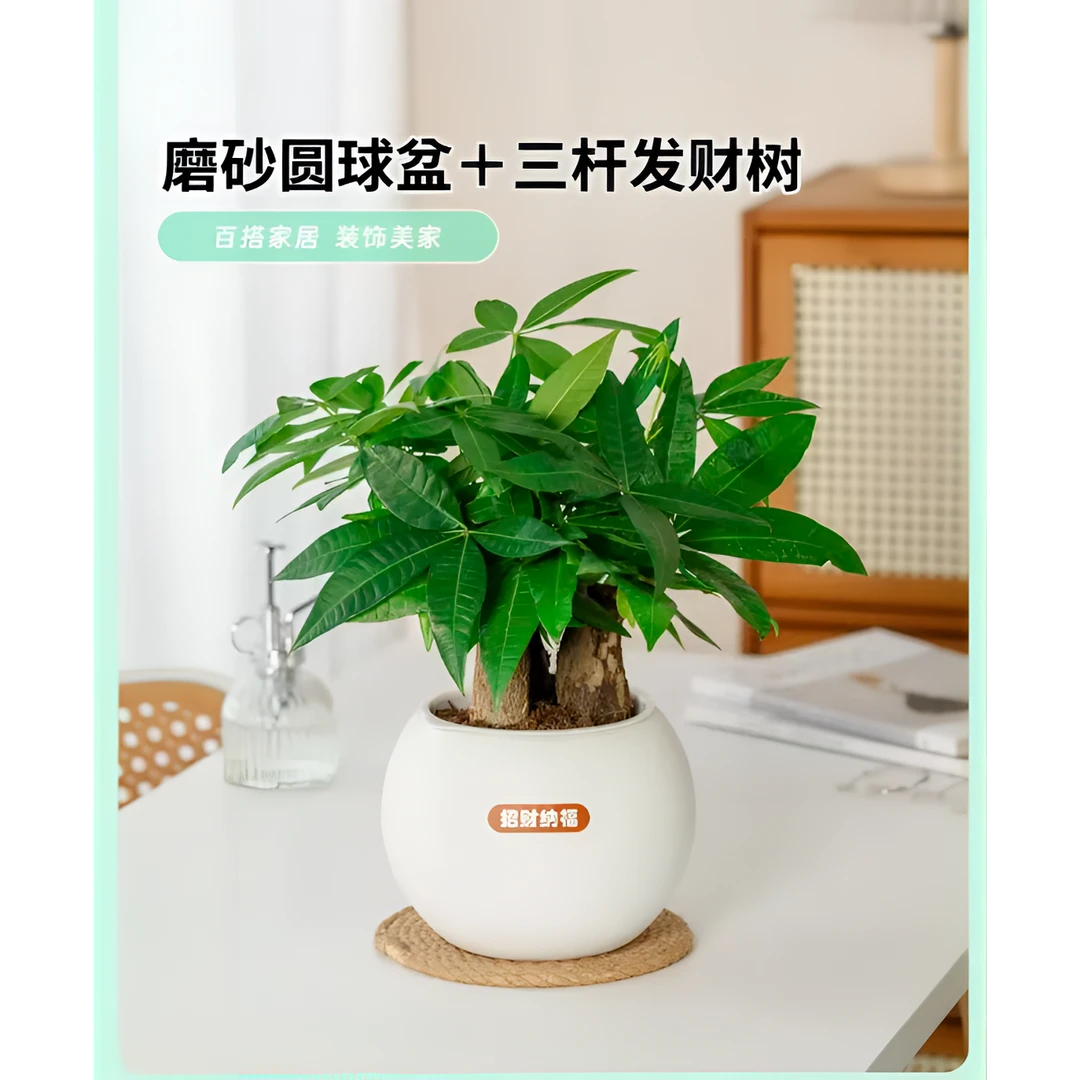 HZ发财树植物盆栽室内绿植花卉办公室客厅桌面甲醛好养净化空气