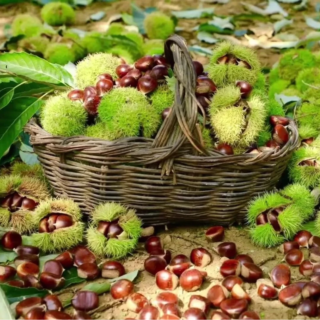 正宗迁西板栗  原产地发货  来自中国板栗之乡