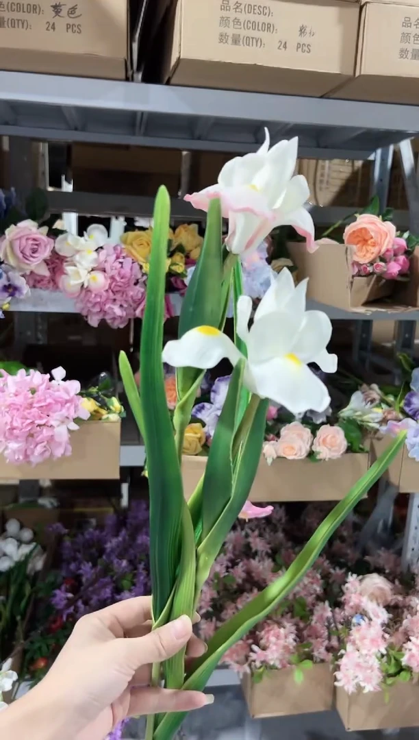 1枝白色1枝粉色鸢尾花花