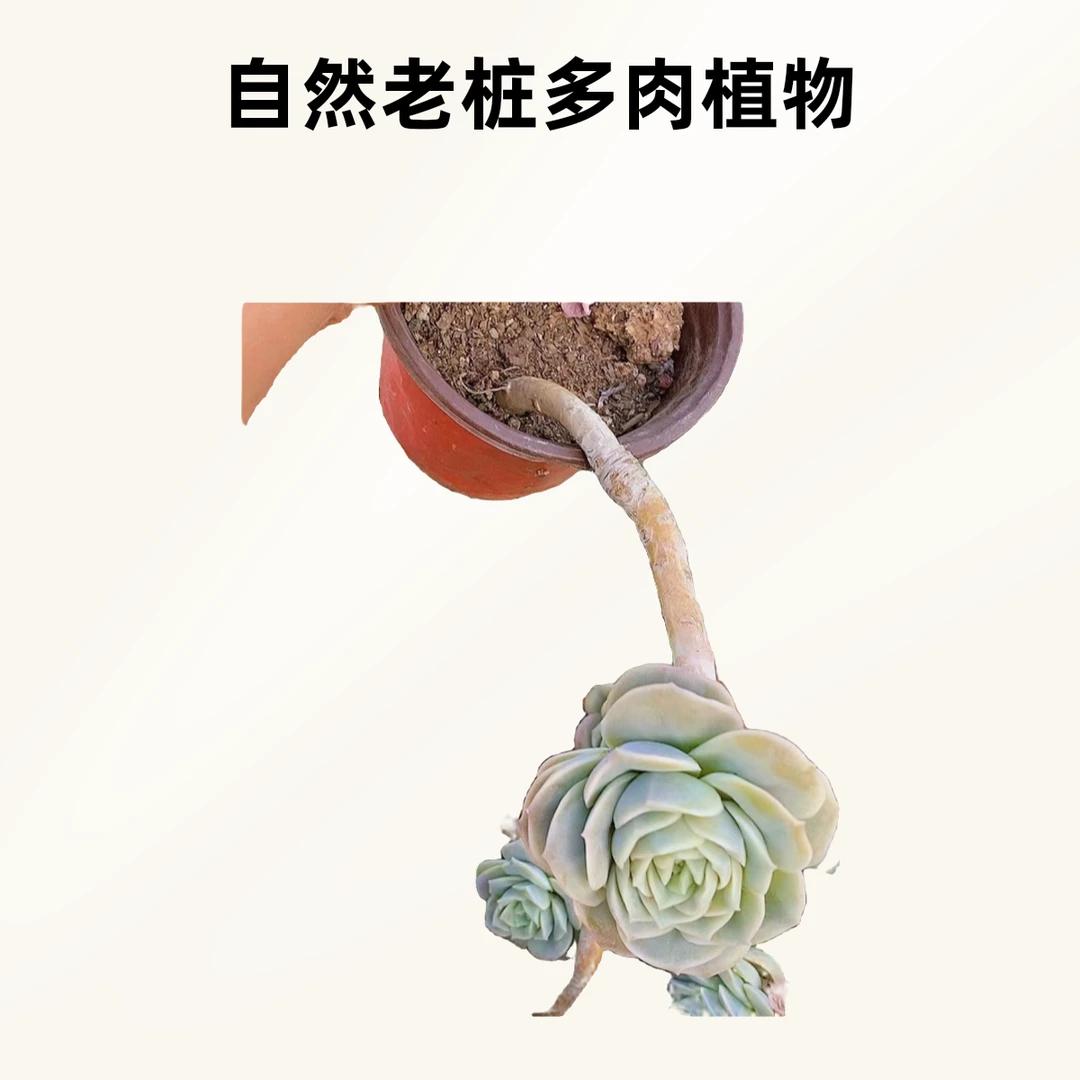高桩可爱玫瑰  熊猫多肉  （满19.9包邮）