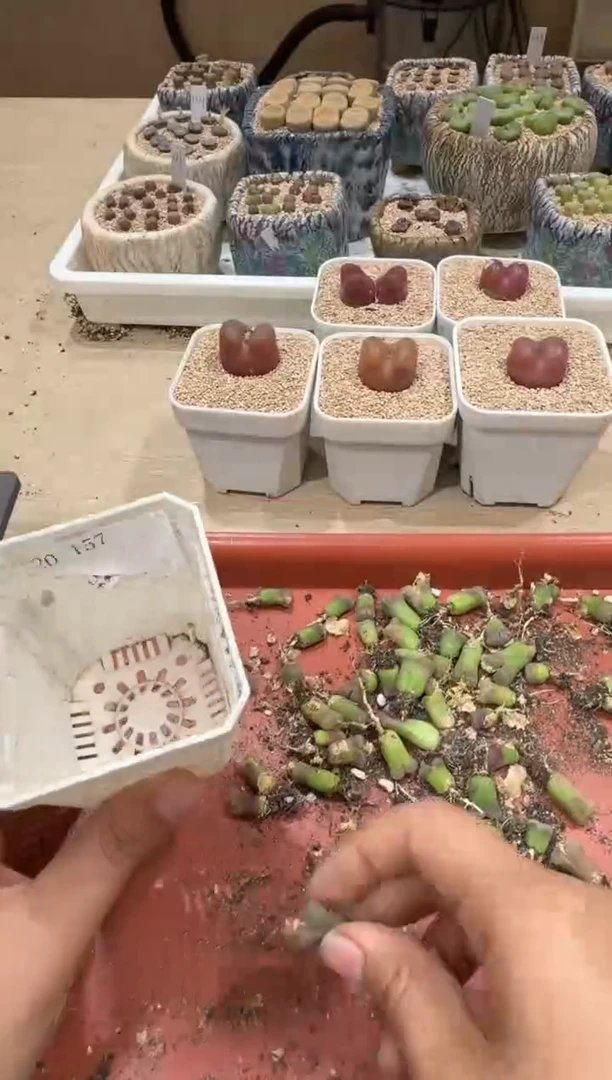 20-157多肉植物肉锥