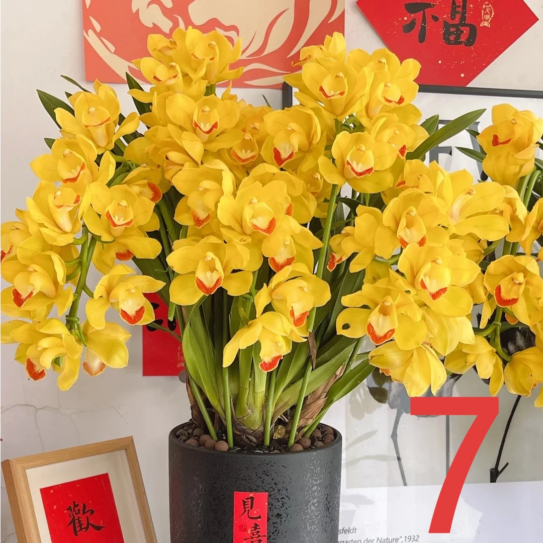 金玉满堂 7支剑 拱兰  黄色大花蕙兰 花苞/半开发货 210盆