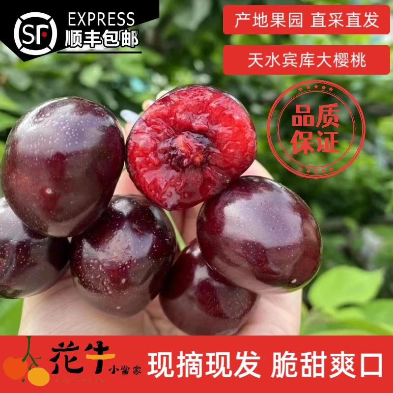 【省外拍】宾库 天水露天大樱桃现摘新鲜水果3/4斤顺丰包邮