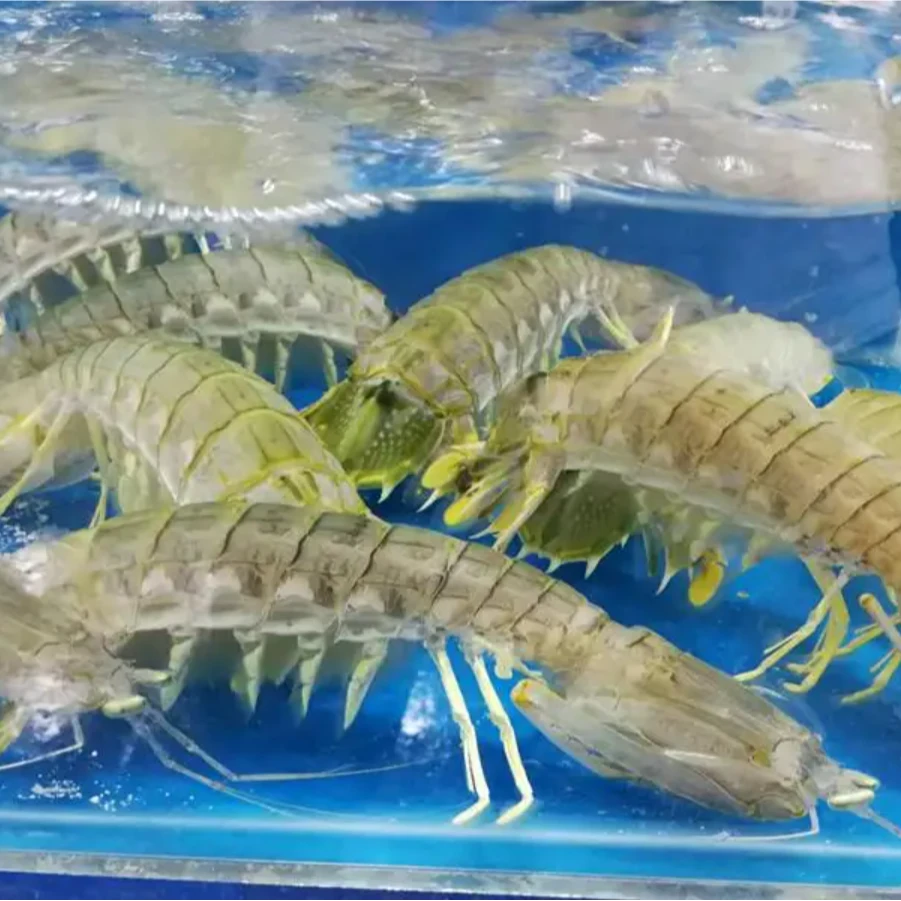 【皮皮虾】北海皮皮虾 充氧活发 包鲜不包活