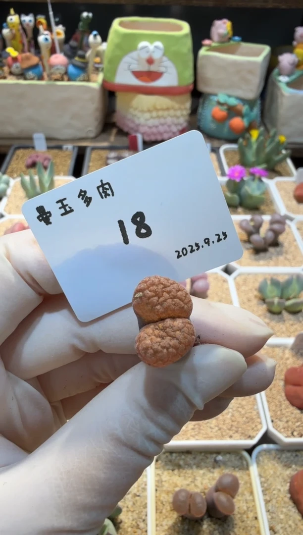 喵*25.9.25-118喵呜