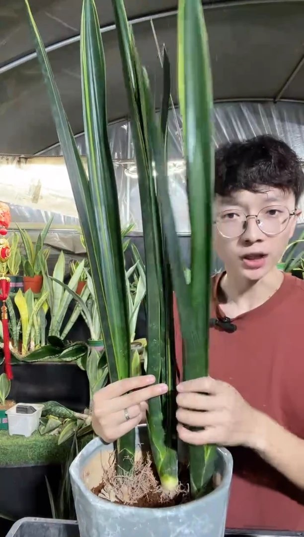 精品黑金60cm裸根3棵25.8