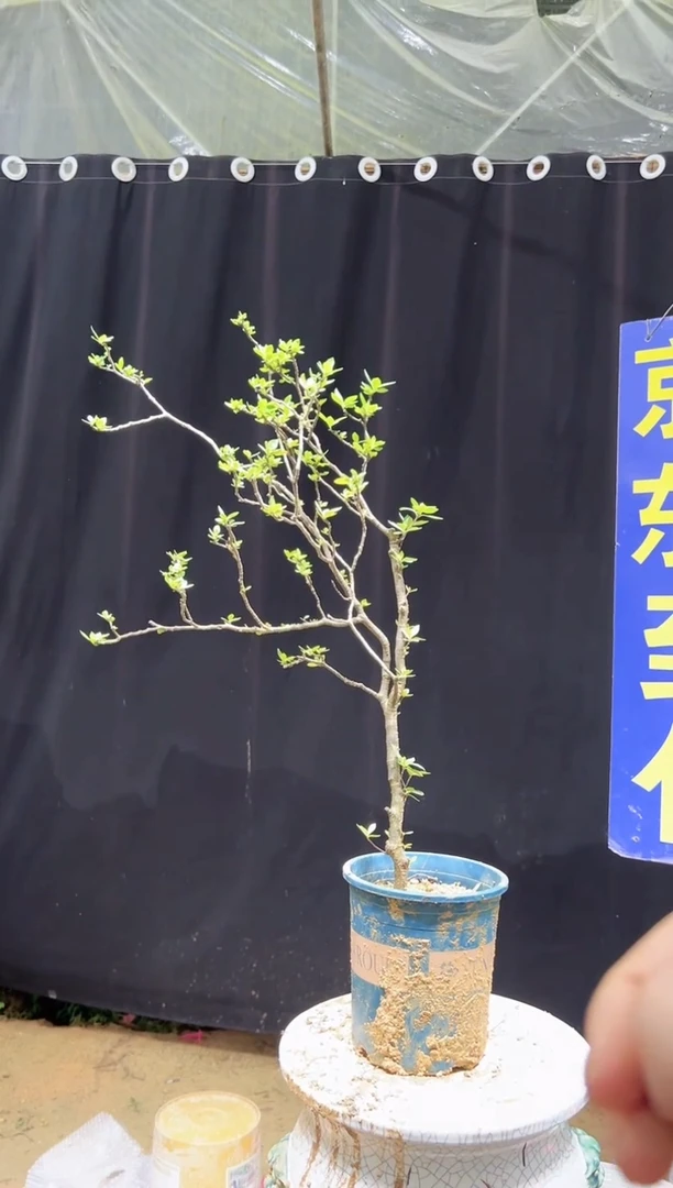 大量花朵（建议范围：8朵-15朵 或40%以上）嘿***花海岛栀子花