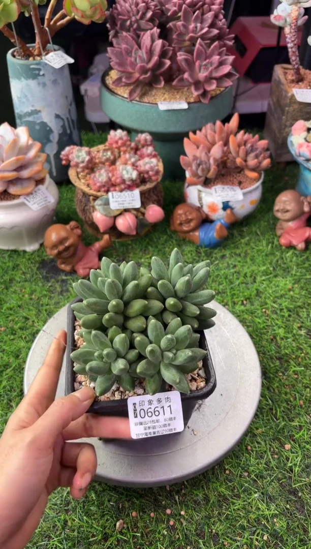 昆明印象多肉06611