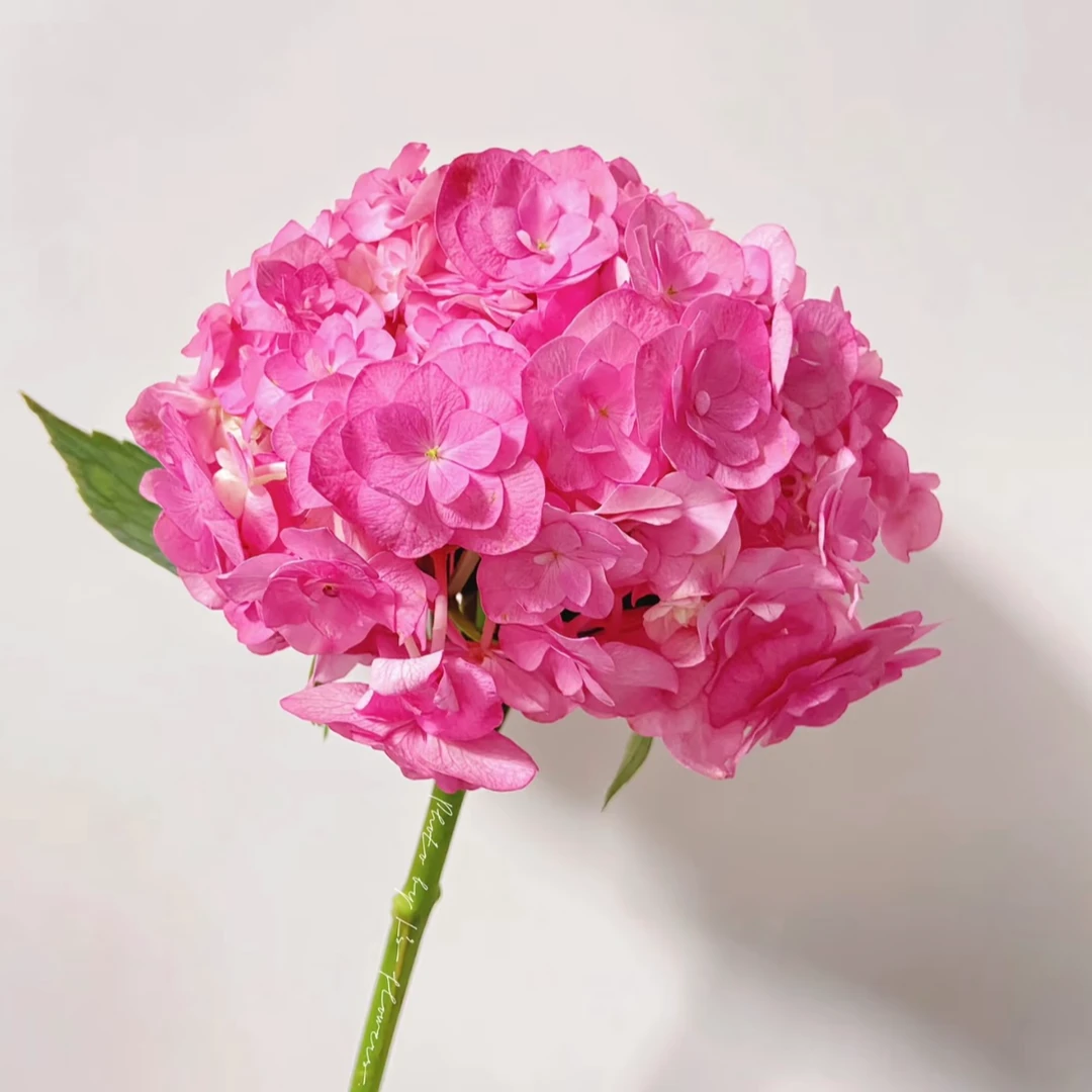 【蜜糖绣球】云南鲜花基地直发家用花材顺丰冷链发货