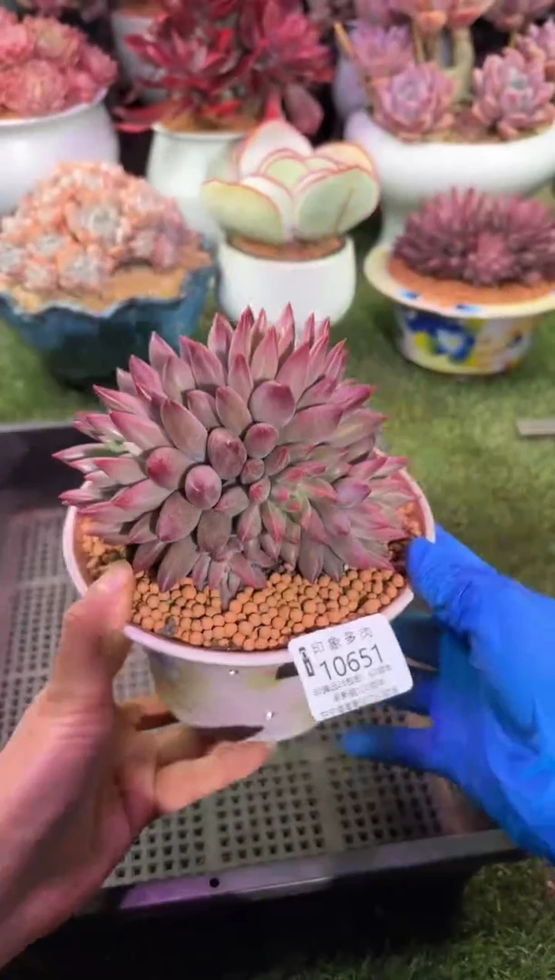 【闪购商品】10651