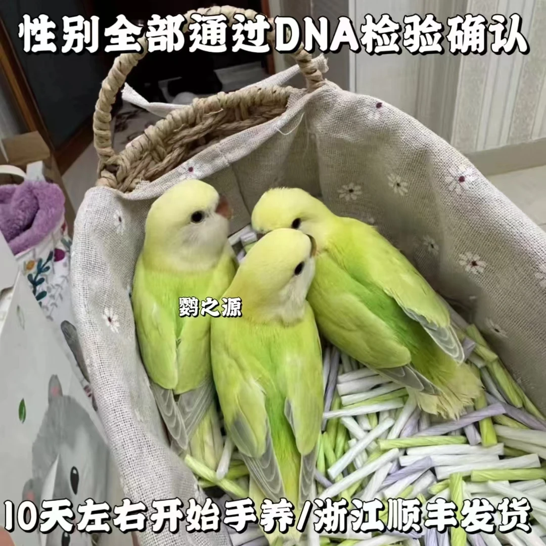 鹦之源牡丹鹦鹉幼鸟活体（直播间专拍）