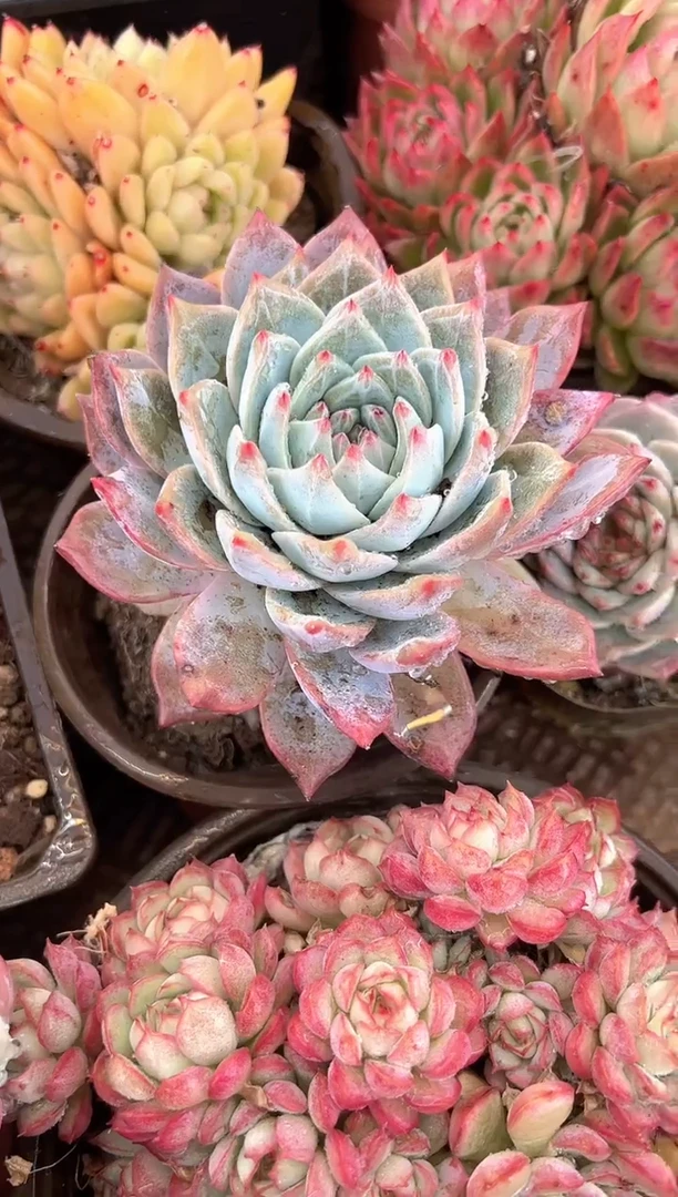 哈****。多肉植物一物一拍22330
