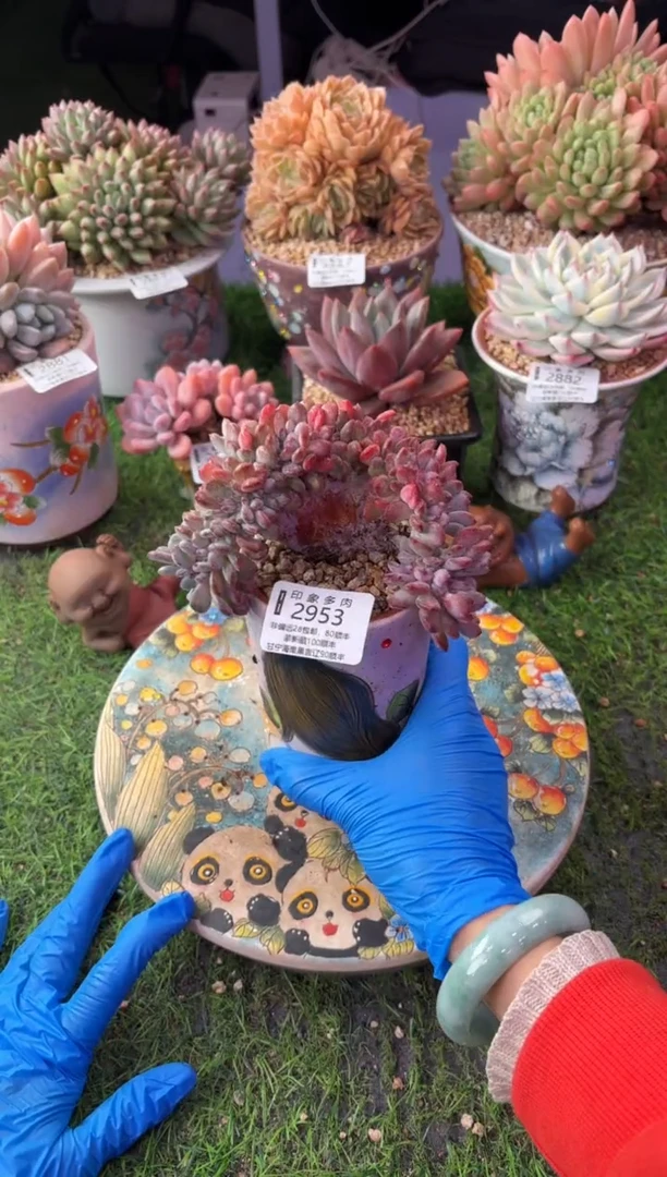 昆明印象多肉2953